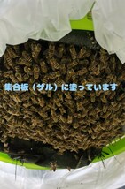 日本蜜蜂誘引液1000ml ミツロウ50g 巣クズ4個_画像7