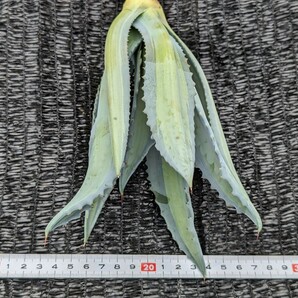 アガベ アメリカーナ エクスパンサ パリーダ レモンライム 抜き苗発送 Agave americana expansa pallida lemonlimeの画像9
