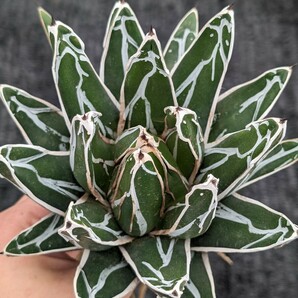 アガベ 笹の雪 抜き苗発送 Agave victoriae reginae ※子株付き(写真9枚目)の画像3