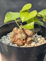 【選抜】 亀甲竜 鉢ごと発送 実生 Dioscorea elephantipes ディオスコレア エレファンティペス_画像3