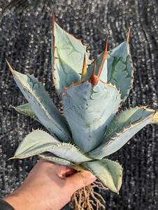 アガベ チタノタブルー 抜き苗発送 実生 Agave titanota Blue