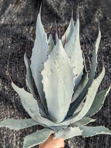 アガベ テマカプリネンシス 抜き苗発送 実生 Agave temacapulinensis