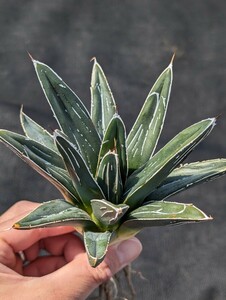 ① アガベ ビクトリアレジーナ 笹の雪 抜き苗発送 実生 Agave victoriae-reginae ssp. victoriae-reginae