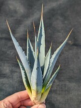 ② アガベ ユタエンシス カイバベンシス 抜き苗発送 実生 Agave utahensis ssp. kaibabensis　大_画像5