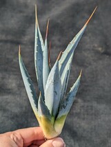 ② アガベ ユタエンシス カイバベンシス 抜き苗発送 実生 Agave utahensis ssp. kaibabensis　大_画像3