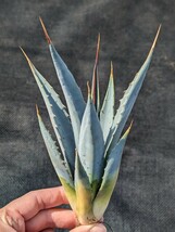 ② アガベ ユタエンシス カイバベンシス 抜き苗発送 実生 Agave utahensis ssp. kaibabensis　大_画像1