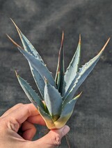 ② アガベ ユタエンシス カイバベンシス 抜き苗発送 実生 Agave utahensis ssp. kaibabensis　大_画像2