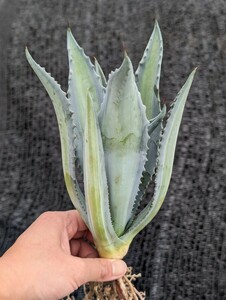 アガベ アメリカーナ エクスパンサ パリーダ レモンライム 抜き苗発送 Agave americana expansa pallida lemonlime