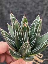 アガベ スワボダエ コンパクタ 抜き苗発送 実生 Agave victoriae-reginae ssp. swobodae Compacta_画像6