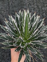 アガベ シジゲラ 抜き苗発送 実生 Agave schidigera_画像5