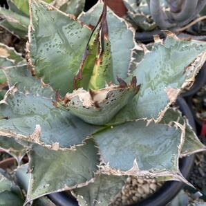 アガベ チタノタ Agave titanota Worthog 特選 PUP ラストの画像2