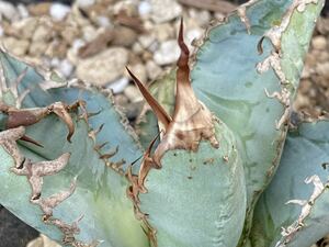 アガベ チタノタ Agave titanota Sierra Mixteca スタッズタイプ　PUP