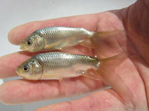 銀魚　2匹（長尾系統）