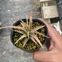 Dyckia 'samed Rtp' 'Andaman' ディッキア アンダマン_画像4