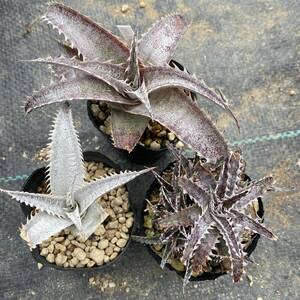 Dyckia ディッキア 3品種セット 'BaphometHorns' × (choristaminea × dawsonii) #5 AAA × Stone Jaws × BaphometHorns