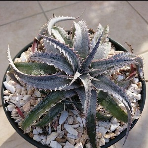 Dyckia GrayOps × macedoi ディッキア グレイオプス × マセドイ