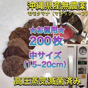 200枚　高圧蒸気滅菌済み沖縄県産無農薬モモタマナ お徳用！中サイズ（15~20cm）マジックリーフ