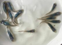 めだかP(^^♪深海・ブルー・しんかい・メダカ・生体の若魚S,Mサイズ20匹＋αです。_画像10