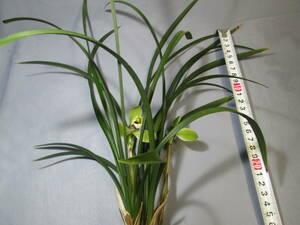 mo. круг луговые и горные травы весна орхидея China весна орхидея Song слива цветок имеется ②