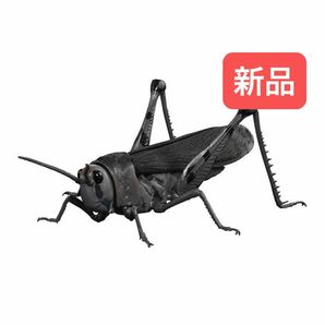 【新品】　トノサマバッタ（黒色）　いきもの大図鑑アドバンス　バンダイ　生き物　ガチャ