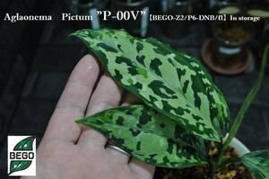 ★BEGO-SELECT★アグラオネマ　”P-00V”★Aglaonema　Pictum "P-00V"【BEGO-Z2/P6-DNB/f1】In storage★