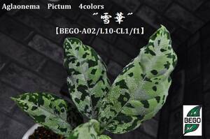 ★BEGO-SELECT★アグラオネマ　”雪華”★Aglaonema　Pictum　4colors　"雪華"【BEGO-A02/L10-CL1/f1】★