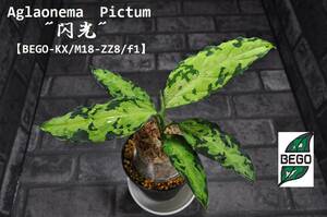 ★BEGO-SELECT★アグラオネマ　”閃光”★Aglaonema　Pictum　"閃光"【BEGO-KX/M18-ZZ8/f1】★