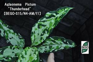 ★BEGO-SELECT★アグラオネマ　”Thunderhead”★Aglaonema　Pictum　”Thunderhead”【BEGO-S15/N4-AM/f1】★