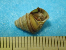 貝の標本・貝殻：クレオパトラガイ 蓋付（淡水貝類）_画像1