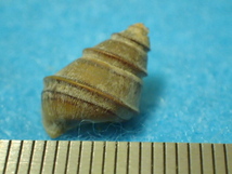 貝の標本・貝殻：クレオパトラガイ 蓋付（淡水貝類）_画像3