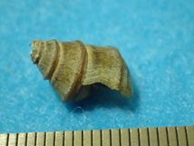 貝の標本・貝殻：クレオパトラガイ 蓋付（淡水貝類）_画像5