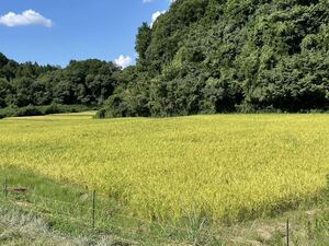 新米　令和5年9月刈取　コシヒカリ　伊賀米　無農薬　有機栽培　農家直送　三重　玄米(30㎏×1)