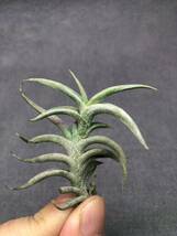 【T004】Tillandsia hirta PERU ティランジア ヒルタ ペルー・ブロメリア・エアプランツ_画像1