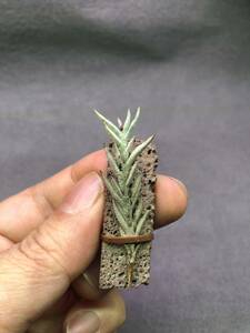 【T005】Tillandsia capillaris Lagos Titicaca・チランジア カピラリス ティティカカ湖・ブロメリア・エアプランツ