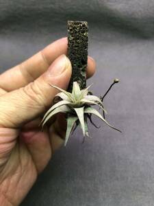 【T006】Tillandsia sp Ayacucho・ブロメリア・エアプランツ