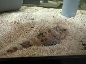 丹後の天然近海 海水魚 飼ってみませんか？ マゴチ幼魚 １匹 ７～８cm程度　トリートメント 餌付け済　死着保障あり