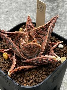 Aloe hybrid 14 アロエ ハイブリッド 実生 多肉植物 