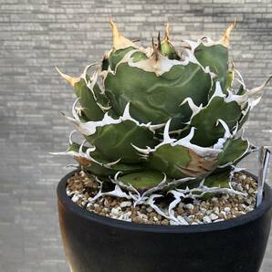 アガベ チタノタ 白鯨 親株出品 オテロイ agave titanota oteroi の画像1