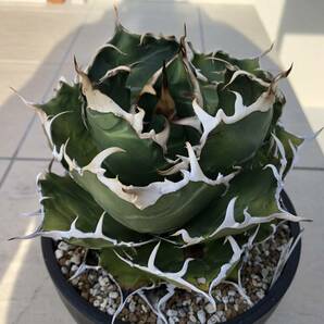 アガベ チタノタ 白鯨 親株出品 オテロイ agave titanota oteroi の画像8