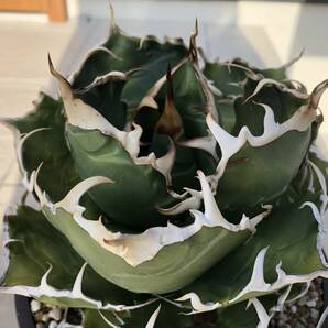 アガベ チタノタ 白鯨 親株出品 オテロイ agave titanota oteroi の画像9