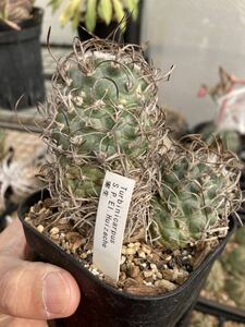 ★☆ ツルビニカルプス hyb(Turbinicarpus schmiedickeanus) の種子 15粒（b） ☆★