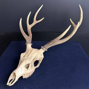 [KJ653] 鹿角 頭蓋骨付 ハンドクラフト 素材 ハンティングトロフィー 刀掛け 壁飾り インテリア ディスプレイ オブジェ 標本
