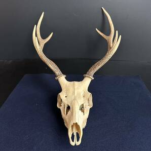 [KJ653] 鹿角 頭蓋骨付 ハンドクラフト 素材 ハンティングトロフィー 刀掛け 壁飾り インテリア ディスプレイ オブジェ 標本の画像3