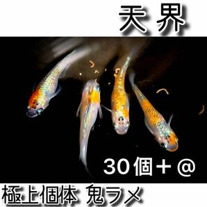 【3/29(金)に千葉県から発送】天界 メダカの卵☆30個＋@ 極上個体 鬼ラメ☆