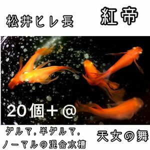 【ご購入翌日までに千葉県から発送】 紅帝★松井ヒレ長 半ダルマ ダルマ ノーマル メダカ 卵 20個＋@★天女の舞★