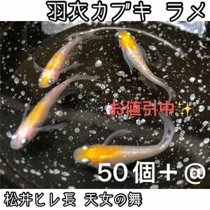 【ご購入翌日までに千葉県から発送】羽衣カブキ ラメ☆メダカ 卵 50個＋@ ☆黄白 紅白 松井ヒレ長 天女の舞☆希少品種