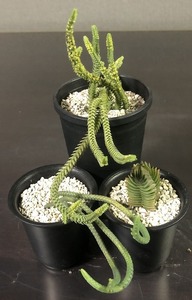 緑蛇　＆　エリコイデス　＆　キムナッチィ　３鉢セット　クラッスラ　Crassula Kimnachi ericoides muscosa'Monstrosa'　多肉植物