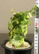 亀甲竜　Dioscorea elephantipes 　ディオスコレア・エレファンティペス　　塊根 植物 _画像8