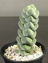 プレグマトイデス　Crassula plegmatoides　クラッスラ 　多肉植物_画像2