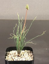 トラキマンドラSP Trachyandra sp. Kliprand WC　　 　球根植物_画像1